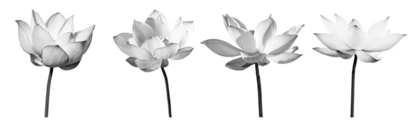 Lotus Květiny Černé Bílé Kolekce Izolované Bílém Pozadí Soubor Obsahuje Stock Obrázky