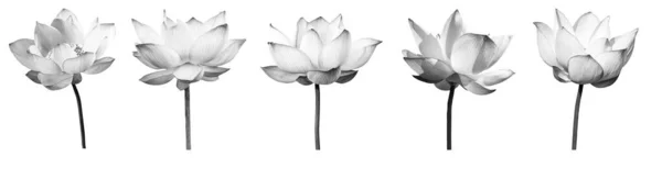 Lotos Kwiat Czarno Białe Kolekcje Izolowane Białym Tle Plik Zawiera Obrazek Stockowy