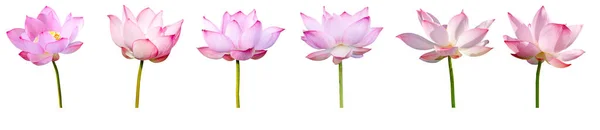 Coleções Flores Lótus Rosa Isoladas Fundo Branco Conceito Natureza Para Fotografias De Stock Royalty-Free