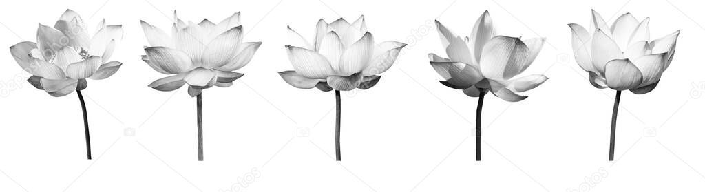 Lotus flower black and white collections isolated on white background. File contains with clipping path so easy to work.