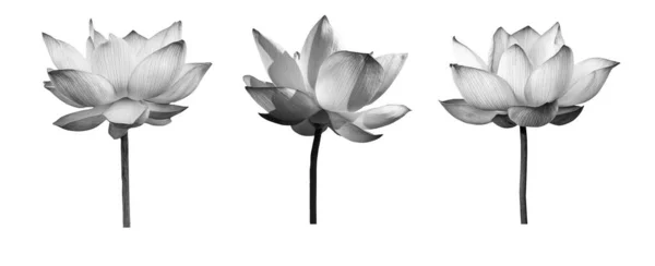 Lotos Kwiat Czarno Białe Kolekcje Izolowane Białym Tle Plik Zawiera Obrazy Stockowe bez tantiem