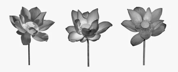 Lotus Květiny Černé Bílé Kolekce Izolované Bílém Pozadí Soubor Obsahuje Stock Fotografie