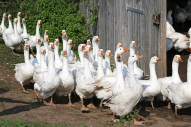 Çiftlikte yürüyen kazlar