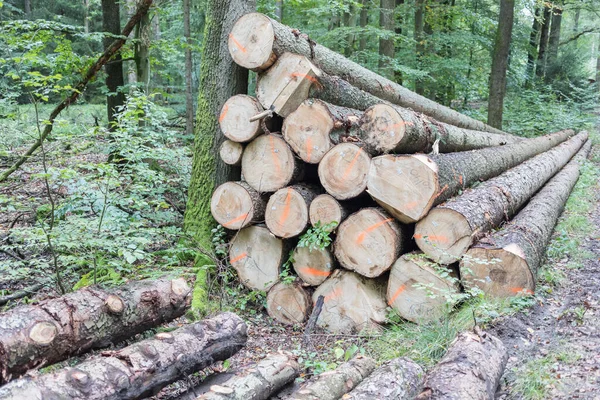 Farakás Erdőben Fénymásolási Hellyel — Stock Fotó