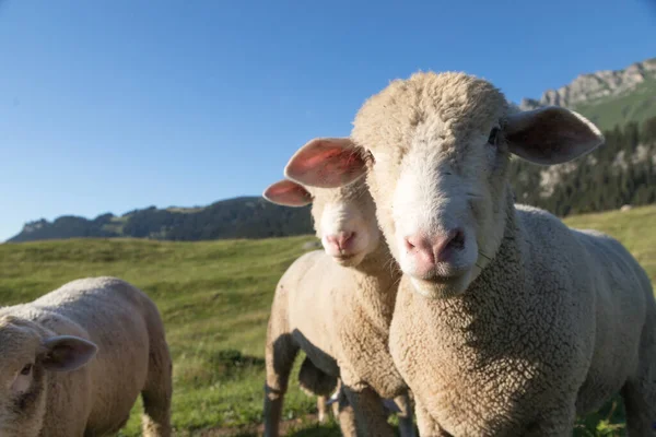 Αρσενικά Νεαρά Πρόβατα Ένα Λιβάδι Στις Άλπεις — Φωτογραφία Αρχείου