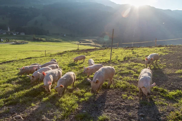 Porcos Felizes Nos Alpes Suíços — Fotografia de Stock