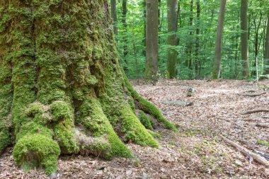 Kocaman bir kayın ağacının yosunlu gövdesi
