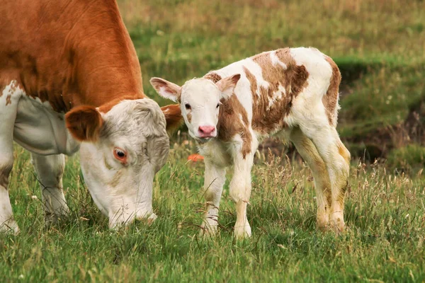 Vaca Mãe Com Bezerro Recém Nascido — Fotografia de Stock