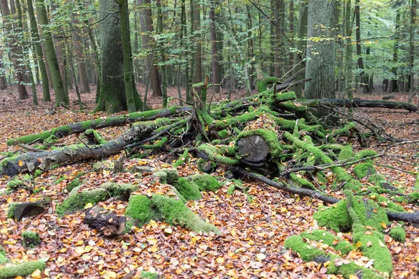 Moosiges Totholz Natürlichen Wald — Stockfoto