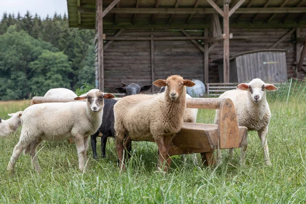 Uppmärksam Får Vid Vattnet Tråg — Stockfoto