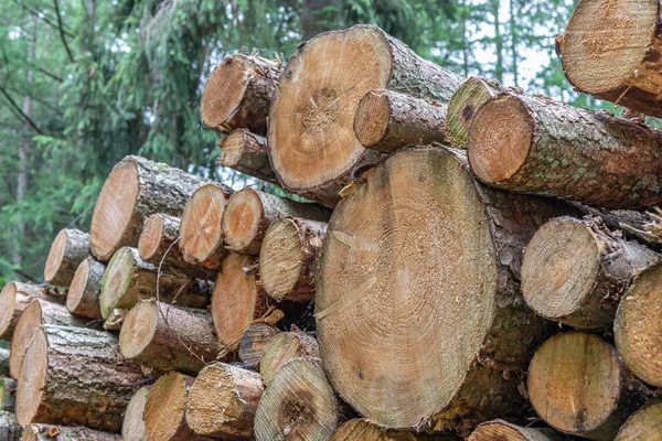Halmozott Rönkök Tűlevelű Erdőkben — Stock Fotó