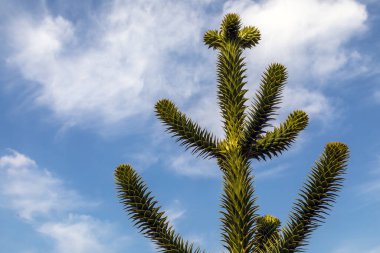 Bulutlu mavi gökyüzüne karşı bir yapboz ağacı