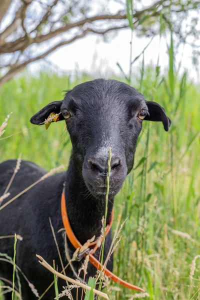 Black Goat Reeds Looks Curious — Stock fotografie