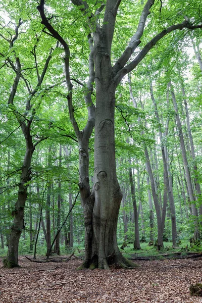 Old Beech Tree Deciduous Forest — Foto de Stock