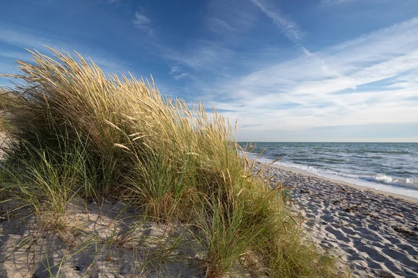 sand dunes with grasses on the western beach of Darss