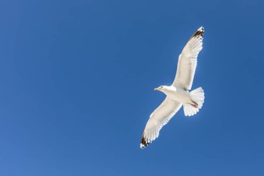 Beyaz martı mavi gökyüzünün önünde uçar.