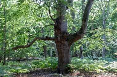 old beech tree in summer deciduous forest