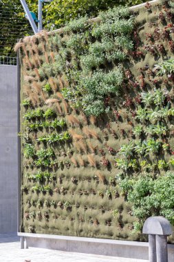 Bitkiler ve yosunlarla kaplı bir duvar hava kalitesini artırmaya yarar.