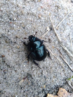 Atışın ortasındaki kumdaki kum böceği. Böceğin makro fotoğrafı