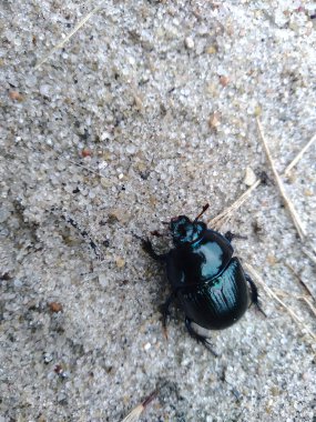 Gri kumdaki kum böceği. Vahşi doğanın arka planı