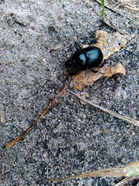 Dor böceği (Anoplotes stercorosus) yaz ormanında. Güzel böcek. Toz böceği..