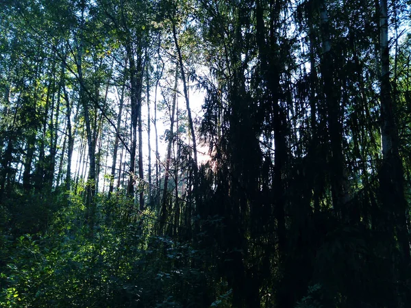 Деревья Леса Подсвеченные Золотым Солнечным Светом Перед Закатом Солнечными Лучами — стоковое фото