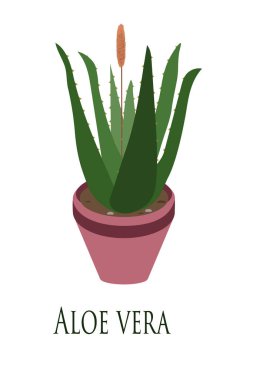 Aloe vera. Ev bitkisi. Düz dizayn. Vektör illüstrasyonu
