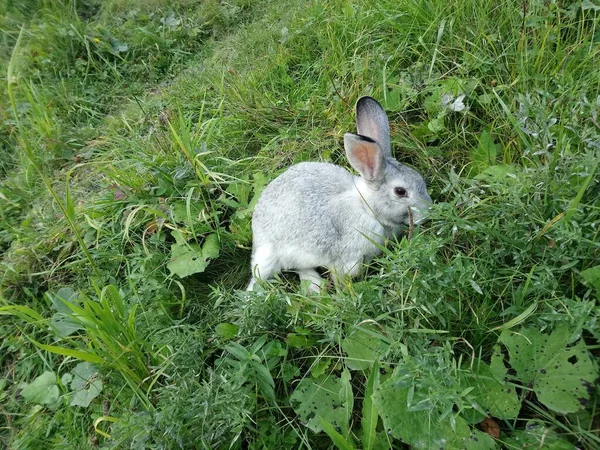 Ein Schönes Weißes Kaninchen Auf Grünem Gras — Stockfoto