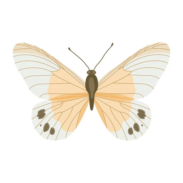 Mariposa Aislada Sobre Fondo Blanco — Vector de stock