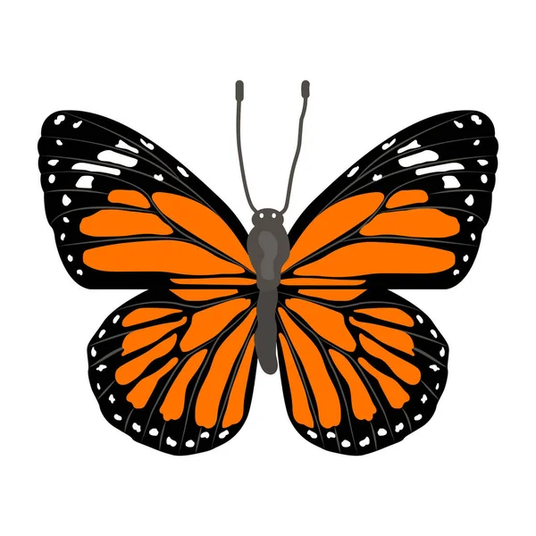 Schmetterling Isoliert Auf Weißem Hintergrund — Stockvektor