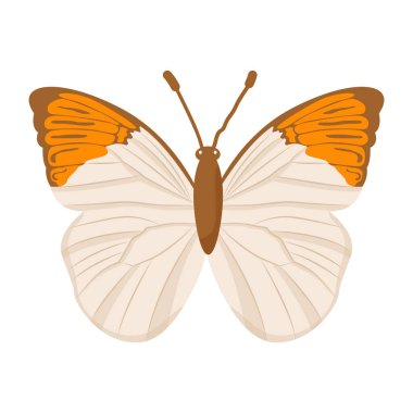 Kelebek beyaz arkaplanda izole