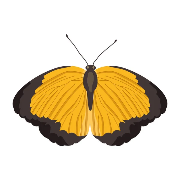 Papillon Isolé Sur Fond Blanc — Image vectorielle