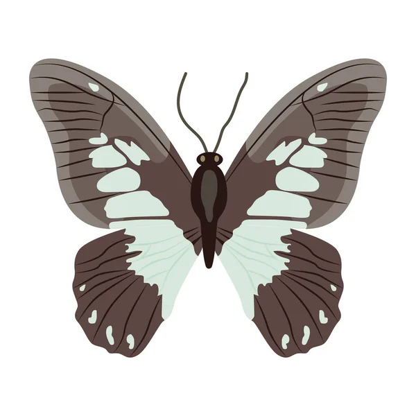 Πεταλούδα Απομονωμένη Λευκό Φόντο — Διανυσματικό Αρχείο