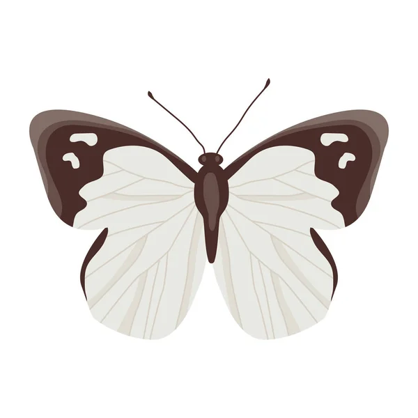 Mariposa Aislada Sobre Fondo Blanco — Archivo Imágenes Vectoriales
