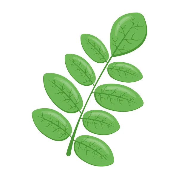 Зеленые Листья Векторной Иллюстрации Листа — стоковый вектор