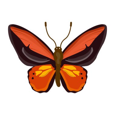 Kelebek beyaz arkaplanda izole