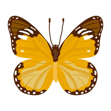 Kelebek beyaz arkaplanda izole