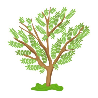 Beyaz arkaplanda izole edilmiş ağaç