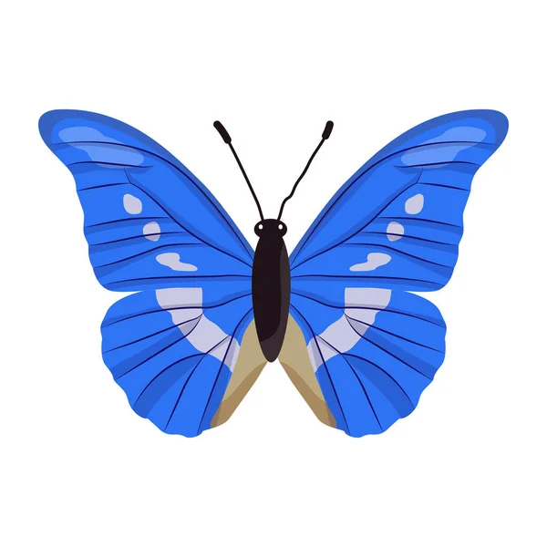 在白色背景上隔离的蝴蝶 — 图库矢量图片