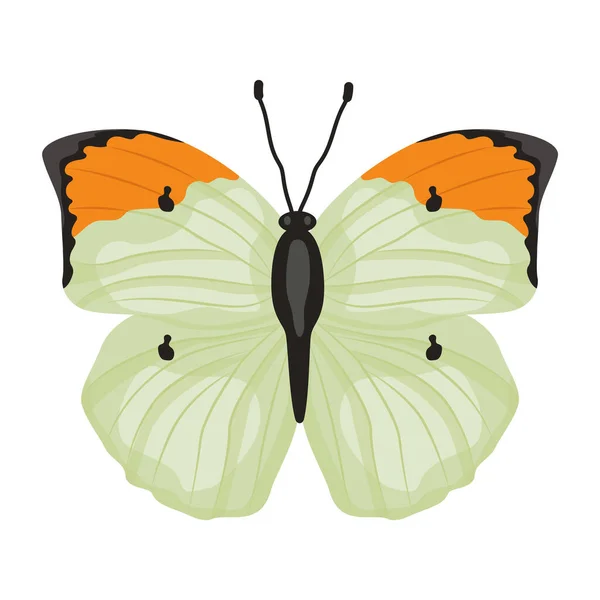 Vlinder Geïsoleerd Witte Achtergrond — Stockvector