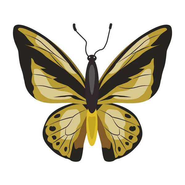 Πεταλούδα Απομονωμένη Λευκό Φόντο — Διανυσματικό Αρχείο