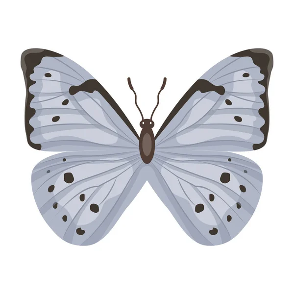 Kelebek Beyaz Arkaplanda Izole — Stok Vektör