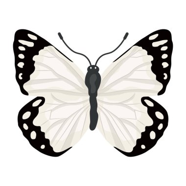 Kelebek beyaz arkaplanda izole