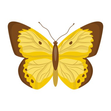 Kelebek beyaz arkaplanda izole