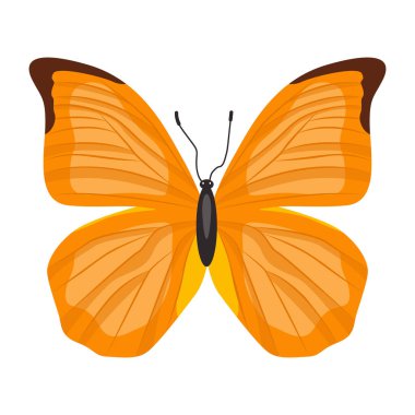 Kelebek beyaz arkaplanda izole