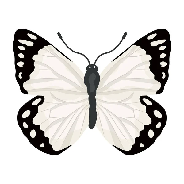 Papillon Isolé Sur Fond Blanc — Image vectorielle