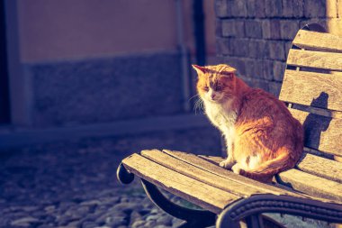 Kedi turuncu gün batımı ışığıyla bankta - kitap kapağı yatay arkaplan telif alanı