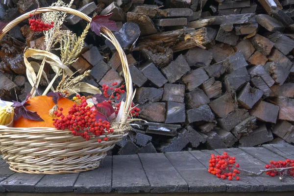 A basket with a harvest of pumpkins, corn, apples and mountain ash on the background of an old tree. Thanksgiving day background — Stock Photo, Image