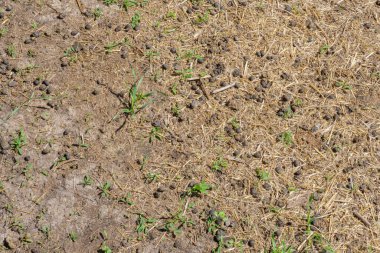 Çiftlikte yerdeki yuvarlak keçi gübresi.