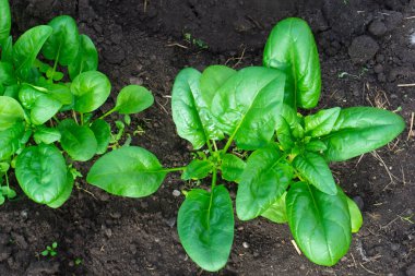 Yatağın üzerindeki yeşil ıspanak yaprakları zemine karşı. Kendi ellerinle bahçeye. Çevre dostu yemekler.
